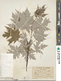 Acer saccharum subsp. saccharum image