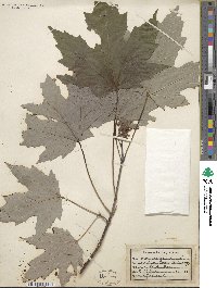 Acer saccharum image