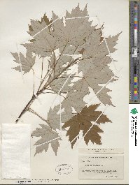 Acer saccharum image