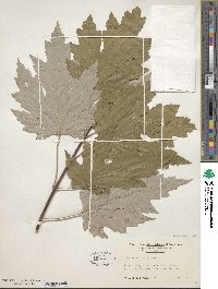 Acer saccharum image