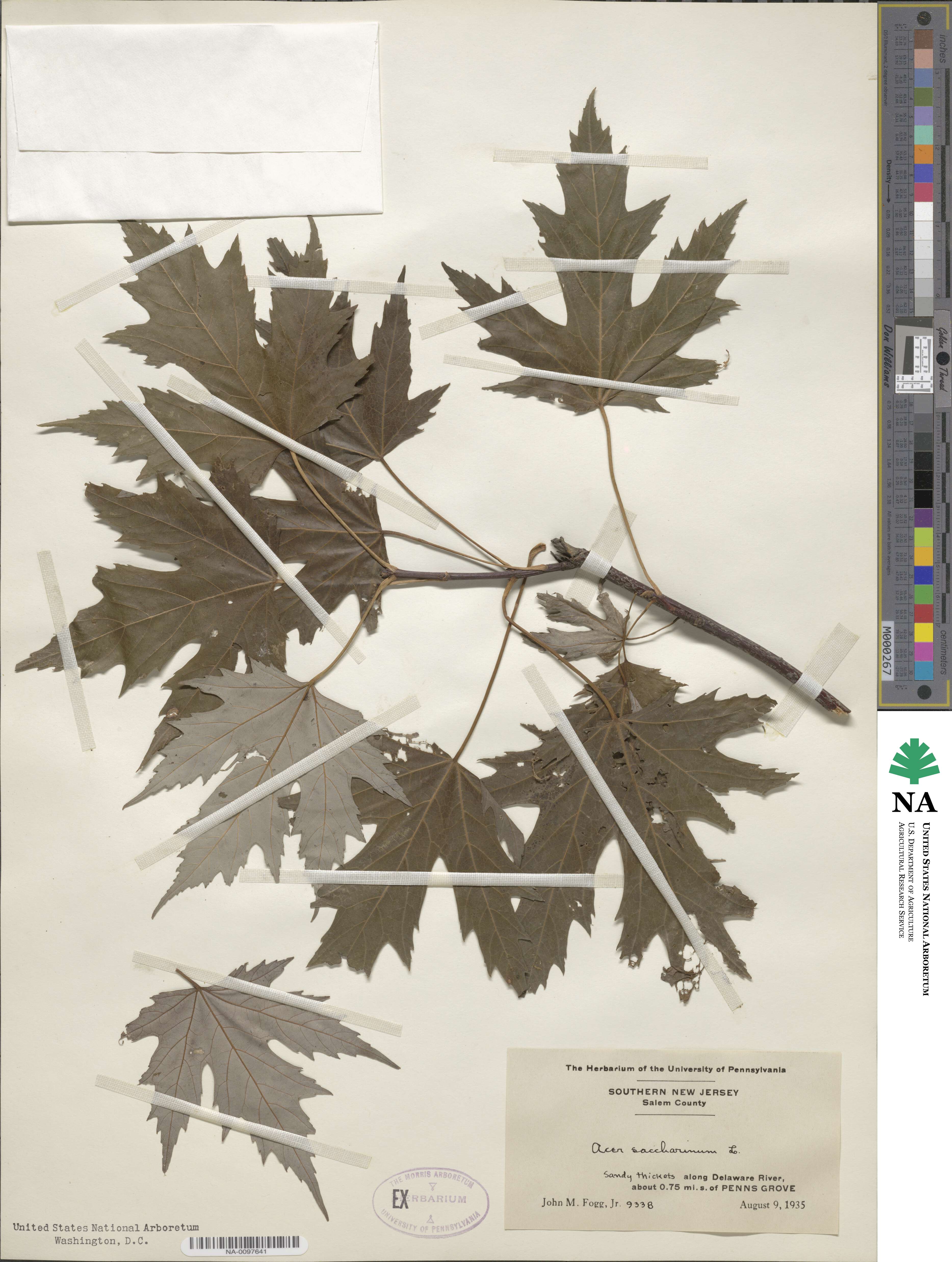 Acer saccharum image