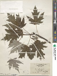 Acer saccharum image