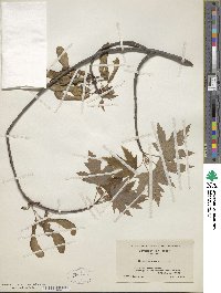 Acer saccharum image