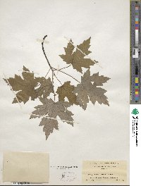 Acer saccharum image