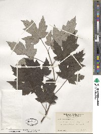 Acer saccharum image