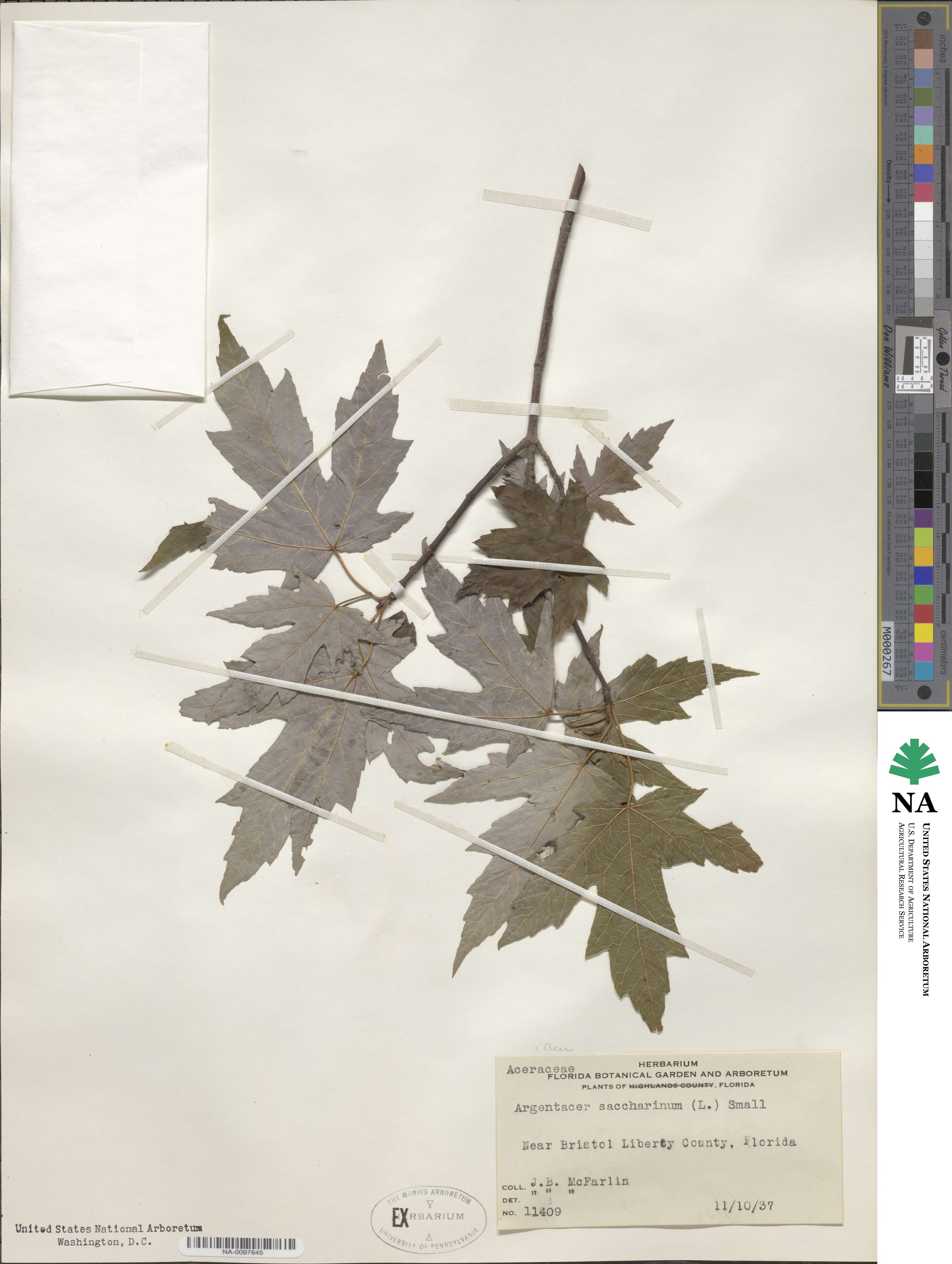 Acer saccharum subsp. saccharum image