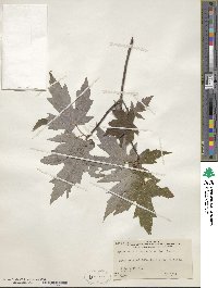 Acer saccharum image