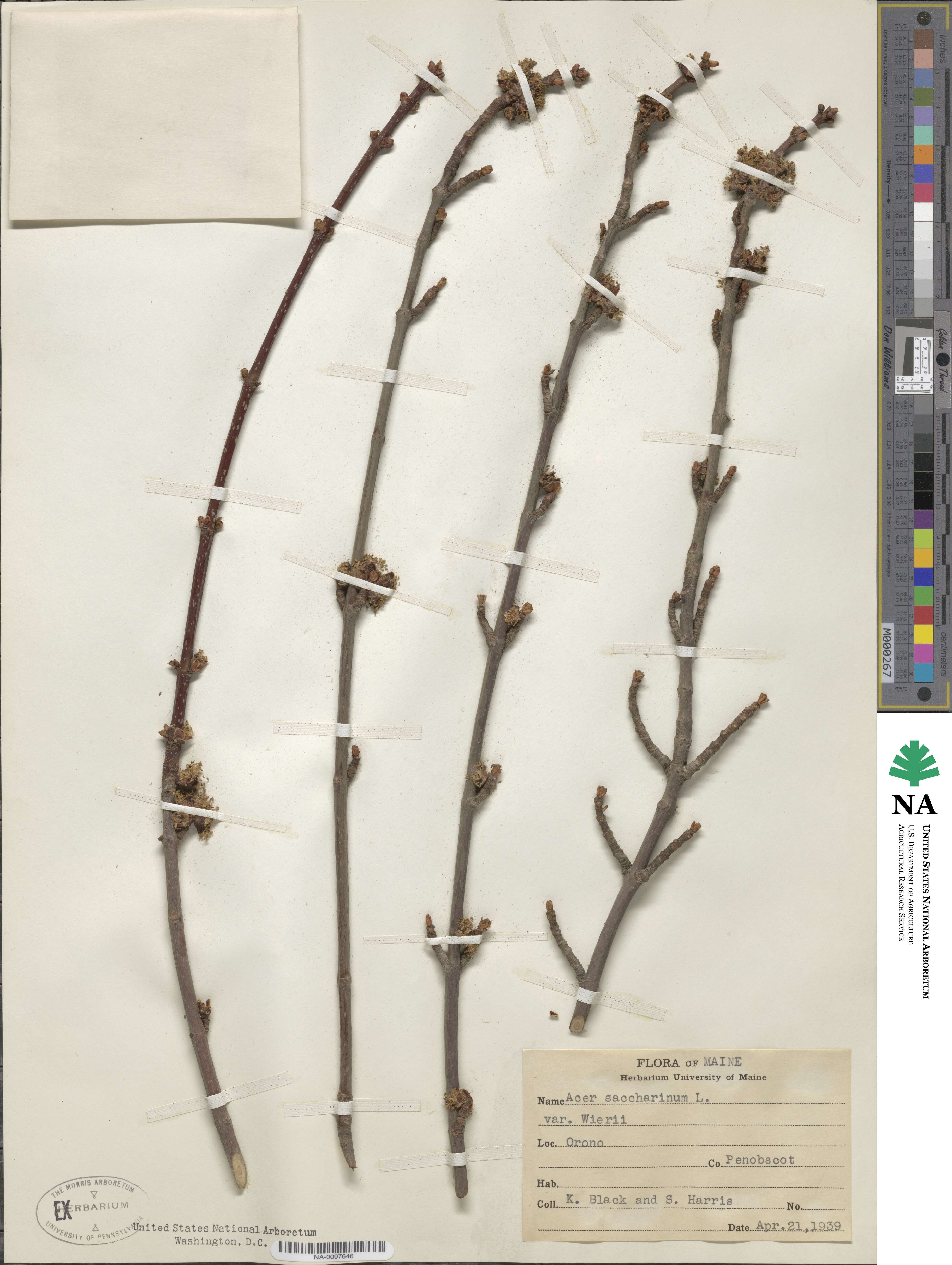 Acer saccharum image