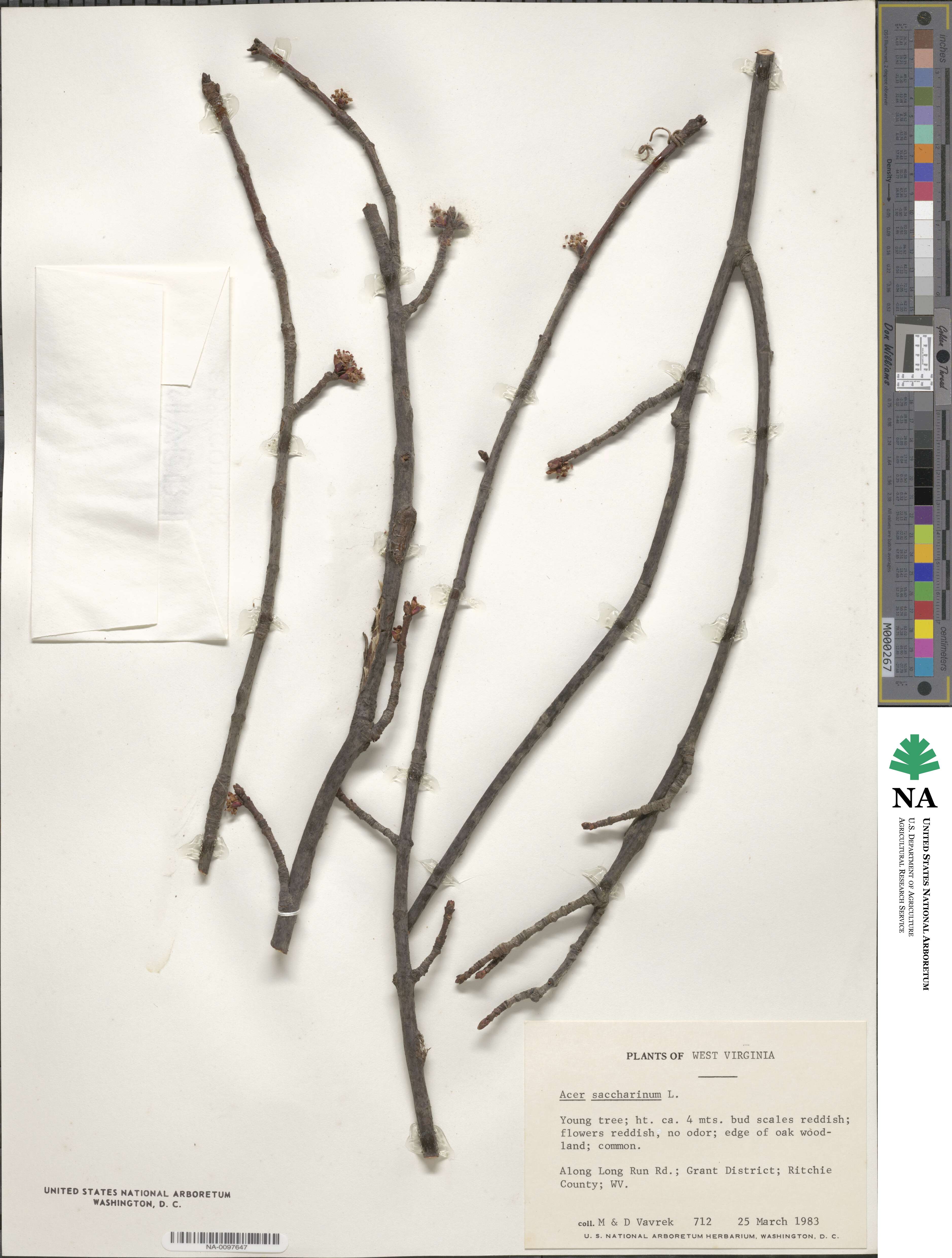 Acer saccharum subsp. saccharum image