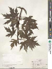 Acer saccharum image