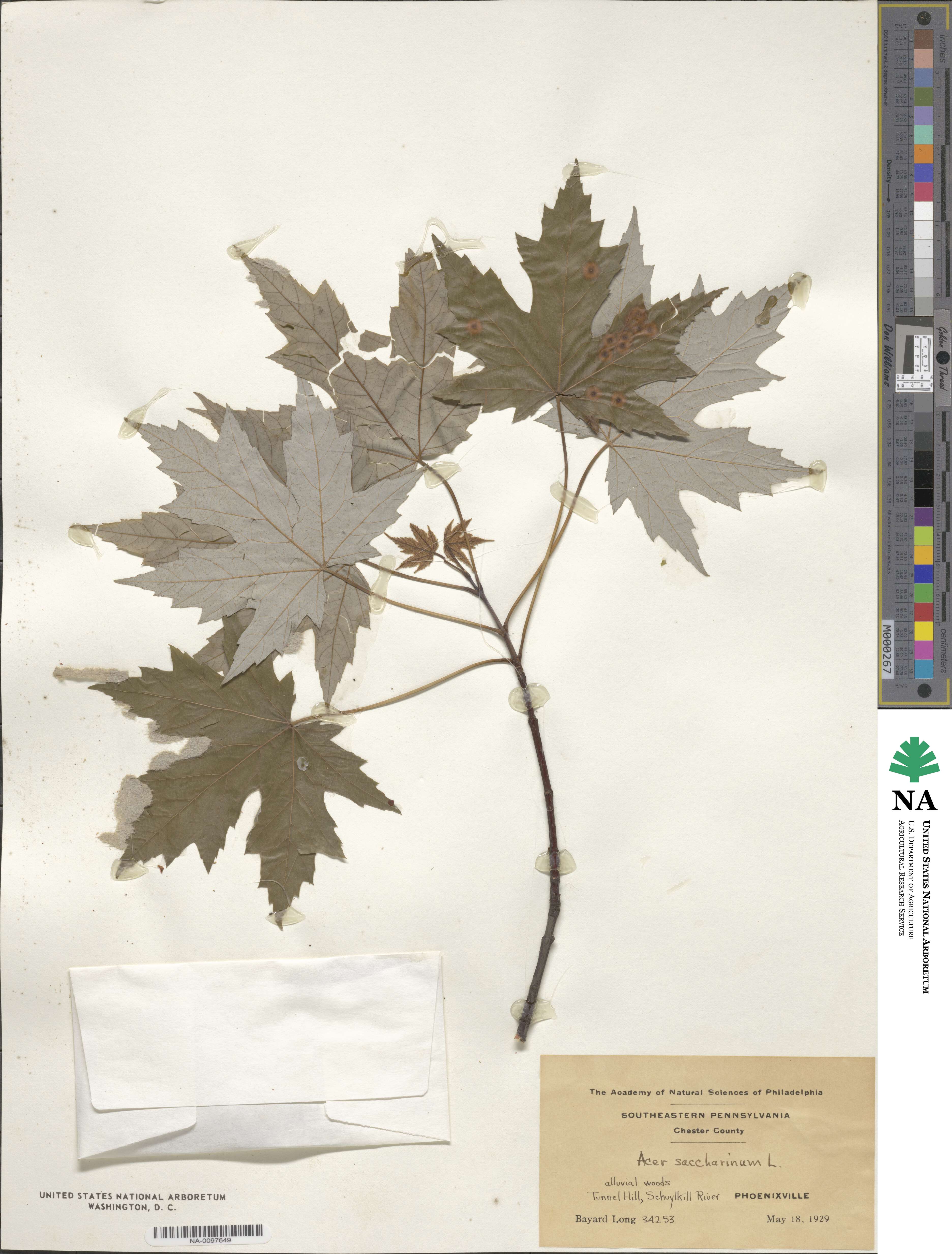 Acer saccharum subsp. saccharum image