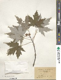 Acer saccharum image