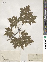 Acer saccharum image