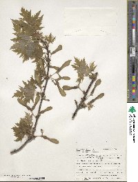 Acer saccharum image