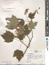 Acer spicatum image