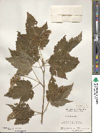 Acer spicatum image