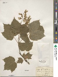 Acer spicatum image