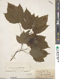 Acer spicatum image