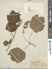 Acer spicatum image