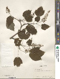 Acer spicatum image