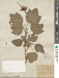 Acer spicatum image