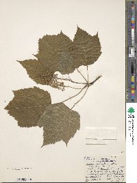 Acer spicatum image