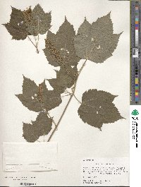 Acer spicatum image