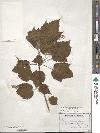 Acer spicatum image