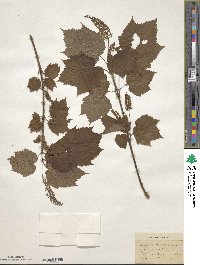 Acer spicatum image