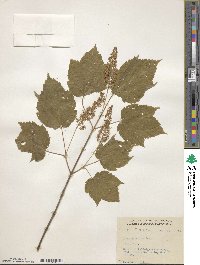 Acer spicatum image