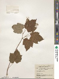 Acer spicatum image