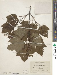 Acer spicatum image