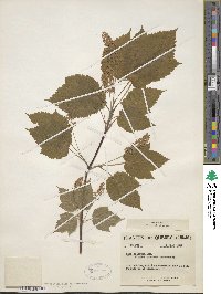 Acer spicatum image