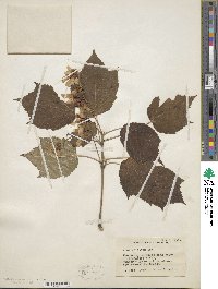 Acer spicatum image