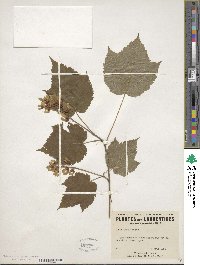 Acer spicatum image