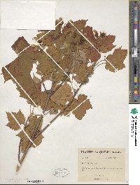 Acer spicatum image