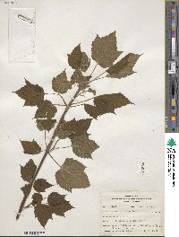 Acer spicatum image