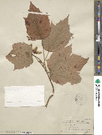 Acer spicatum image