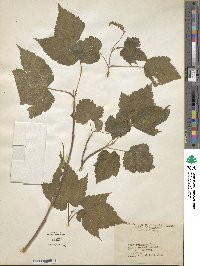 Acer spicatum image