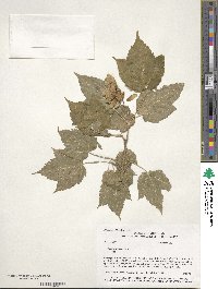 Acer spicatum image