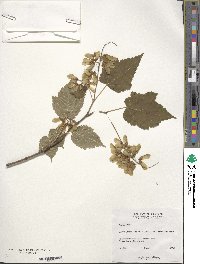 Acer spicatum image