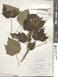 Acer spicatum image