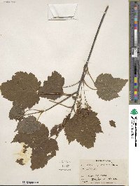 Acer spicatum image