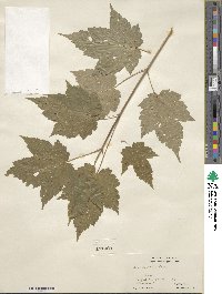 Acer spicatum image