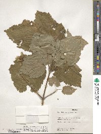 Acer spicatum image