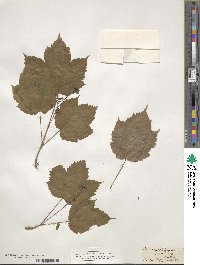 Acer spicatum image