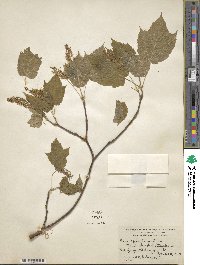 Acer spicatum image