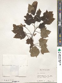 Acer spicatum image