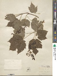 Acer spicatum image