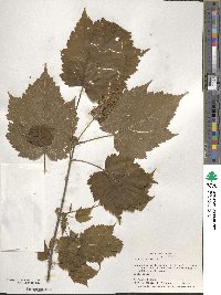 Acer spicatum image